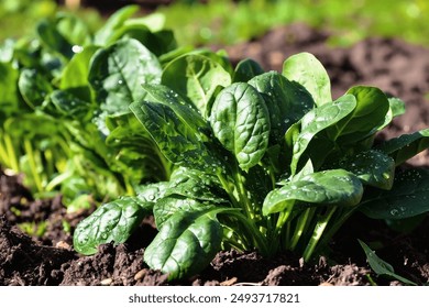 Growing spinach in a home garden