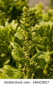 Growing Spinach Plant