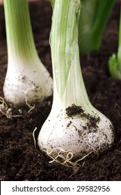 Growing Spring Onions