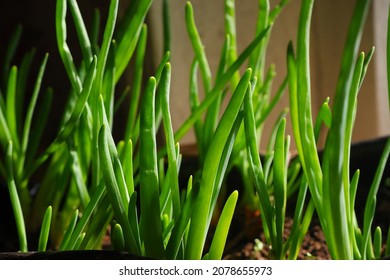 Growing Spring Onions At Home.onion Leaves Picture