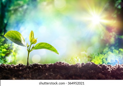 Growing Sprout - Beginning Of A New Life
 - Shutterstock ID 364952021
