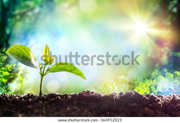 Growing Sprout - Beginning Of A New Life
