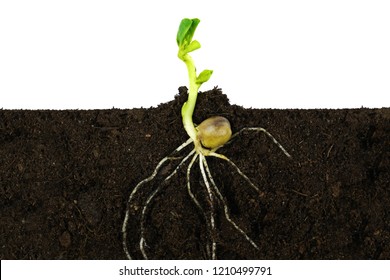 Growing sprout plant and roots under ground.  ( Green pea )