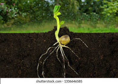 Growing Sprout Plant And Roots Under Ground A Garden.  