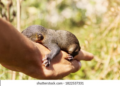 Growing Squirrel Pup Of Pallas's Squirrel Isolated On A White Background. Thailand