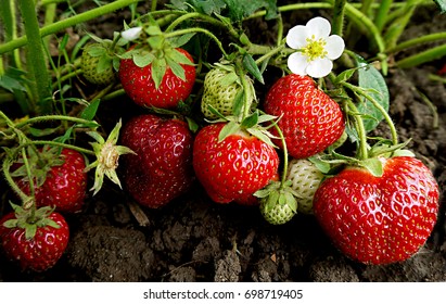 Growing Strawberries