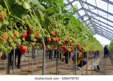 Growing strawberries in the greenhouse