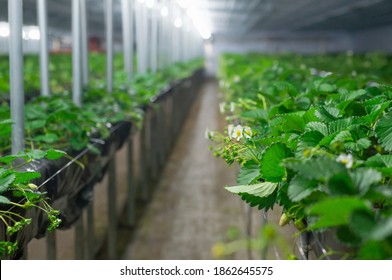 Growing Strawberries In The Greenhouse At Night Time Under Light From Light Bulb