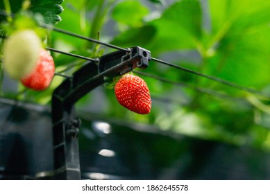 Growing Strawberries In The Greenhouse At Night Time Under Light From Light Bulb