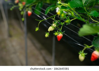 Growing Strawberries In The Greenhouse At Night Time Under Light From Light Bulb