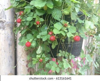 Growing Strawberries In Hanging Basket