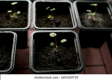 Growing Strawberries In A Pot