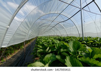 Growing strawberries in tunnel greenhouses - Powered by Shutterstock