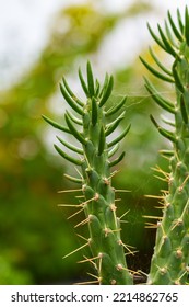 Growing Succulent Cactus Plant With Cobwebs On Thorns Close-up. Oasis In The Desert Concept