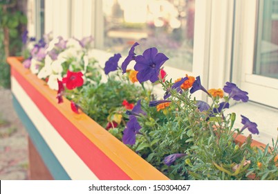 Growing summer flowers in the box outside window