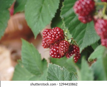 Growing Summer Fruiting Raspberry 'Glen Moy