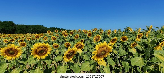 Growing sunflower field with fresh yellow flowers and many working bees in the middle of the summer on the hot sunshine