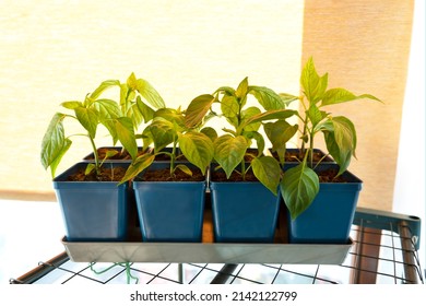 52,867 Pepper sprout Images, Stock Photos & Vectors | Shutterstock