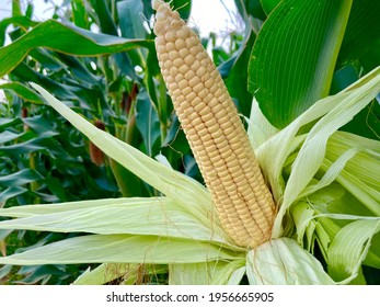 Growing sweet corn in farm. Corn or maize cob from corn field at Seed filling stage generaly known  growth devolopment stage. potassium fertiliser is essential during this growth stage.