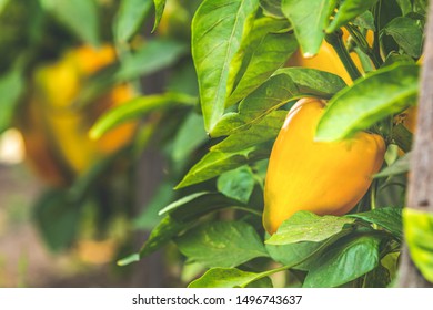 Growing sweet peppers, photo with perspective. Fresh juicy yellow green peppers on the branches close-up. Agriculture - large crop of pepper