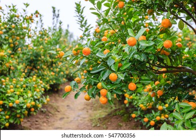 Growing Tangerines