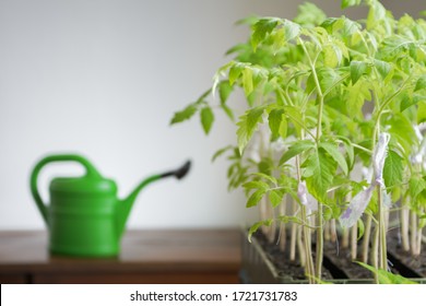 Growing Tomato Plants Indoors With Watering Can