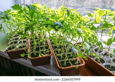 Growing tomato seedlings on the windowsill under the bright sun. Spring season - Powered by Shutterstock