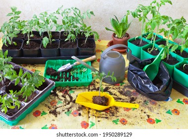 Growing tomato seedlings. The process of planting grown tomato sprouts in separate plastic pots or picking. Gardening and growing vegetables as a hobby - Powered by Shutterstock