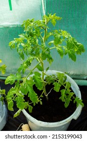 Growing Tomatoes In A Container In A Foil Tunnel In The Home Garden