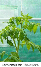 Growing Tomatoes In A Container In A Foil Tunnel In The Home Garden