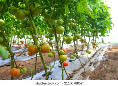 The Growing Tomatoes Are In The Greenhouse