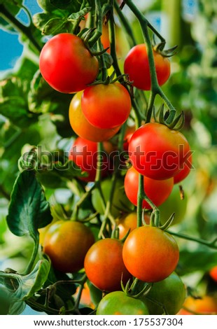 Similar – Tomatoes Growing On Vine In Greenhouse