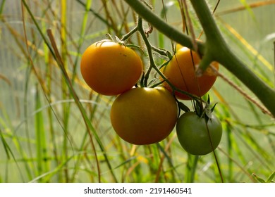 Growing Tomatoes Hanging On Branch, Warm Colors, Horizontal Photo On Blurred Background. Yellow, Orange And Green Vegetables, Organic Farm Product. Farming And Agriculture