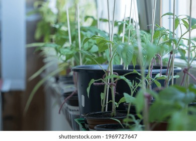 Growing Tomatoes Indoor At Spring Before Planting Into Garden