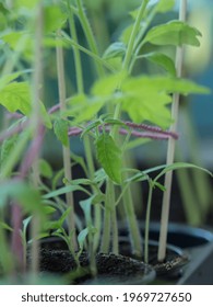 Growing Tomatoes Indoor At Spring Before Planting Into Garden