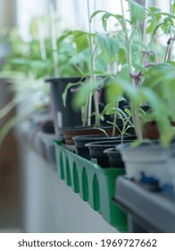 Growing Tomatoes Indoor At Spring Before Planting Into Garden