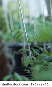 Growing Tomatoes Indoor At Spring Before Planting Into Garden