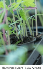 Growing Tomatoes Indoor At Spring Before Planting Into Garden