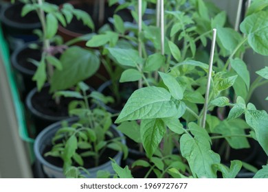 Growing Tomatoes Indoor At Spring Before Planting Into Garden