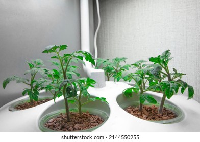 Growing tomatoes indoors. Aeroponics and hydroponics are eco-friendly. Installation for growing plants anywhere. Greening technologies for home and space. Sprouts in pots under a lamp and with waterin
