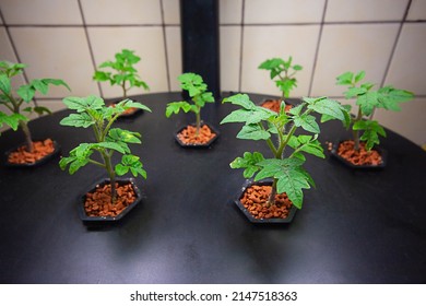 Growing Tomatoes Indoors. Aeroponics And Hydroponics Are Eco-friendly. Installation For Growing Plants Anywhere. Greening Technologies For Home And Space. Sprouts In Pots Under A Lamp And With Waterin