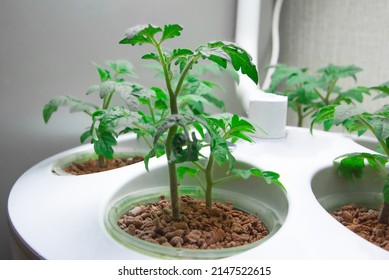 Growing Tomatoes Indoors. Aeroponics And Hydroponics Are Eco-friendly. Installation For Growing Plants Anywhere. Greening Technologies For Home And Space. Sprouts In Pots Under A Lamp And With Waterin