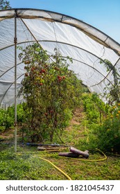 Growing Tomatoes Inside Homemade Greenhouse In The Backyard.