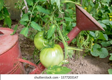 Growing Tomatoes Inside A Rustic Greenhouse
