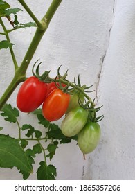 Growing Tomatoes Maturing Plant Timelapse