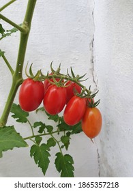 Growing Tomatoes Maturing Plant Timelapse