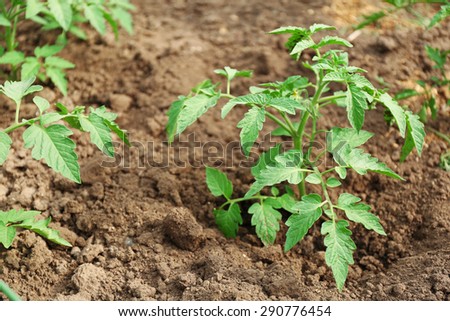 Growing tomatoes on bed