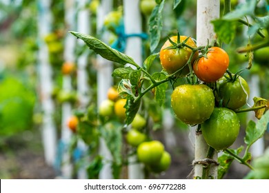 Growing Tomatoes, Organic Farming