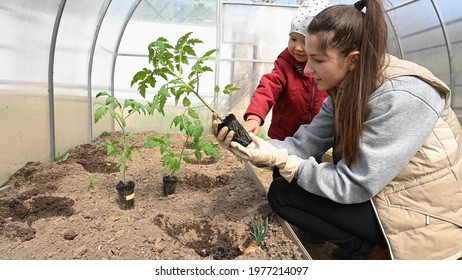 Growing tomatoes in a polycarbonate greenhouse. 