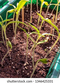 Growing Tomatos Inside In Dirt. Small Farming Area Start A Natural And Healthy Seedling Of Tomatoes